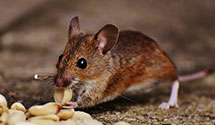 24 Hour & Emergency Exterminators in Mt St Francis, IN
